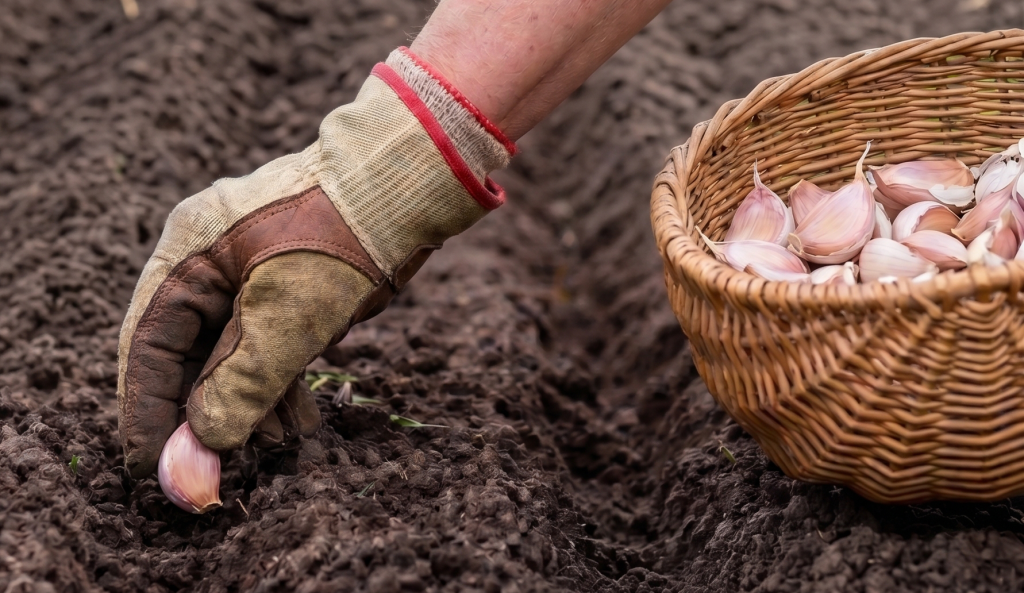 Plant Garlic This Fall: The One Crop You Start When Everything Else Is Dying