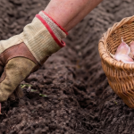Sprouts: A Nutritional Powerhouse You Can Grow Indoors All Year Long